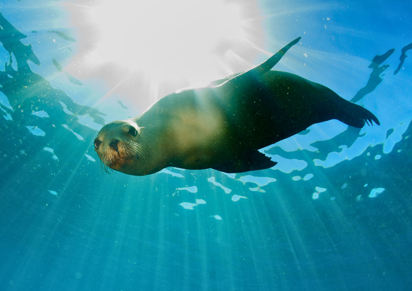 A sea lion pup playing in crystal clear, sunlit turquoise water during best time to dive in galapagos
