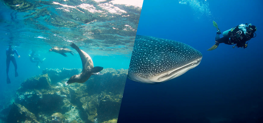 Split-screen image: the left side shows snorkelers and sea lions in shallow turquoise water; the right side depicts a scuba diver alongside a large, spotted whale shark in deep blue water.