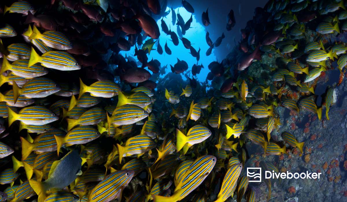 Dense school of snapper fish at one of the best places to dive in Costa Rica, with blue light filtering through rock formations.