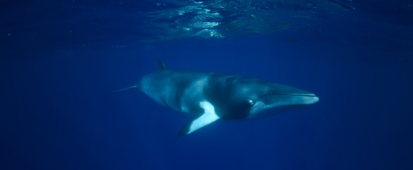 A rare Dwarf Minke whale swimming through the deep blue waters of the northern Great Barrier Reef in Australia during the June migration season.