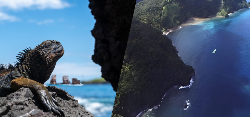 A split-screen image. On the left, a close-up of a Galápagos marine iguana resting on dark volcanic rock with Kicker Rock visible in the blurred blue ocean background. On the right, an aerial view of the lush, green, forested coastline of Cocos Island meeting the deep blue Pacific Ocean with a small boat anchored near the shore.