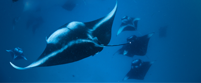 A school of many manta rays spiraling through the plankton-rich waters of Hanifaru Bay in the Maldives.