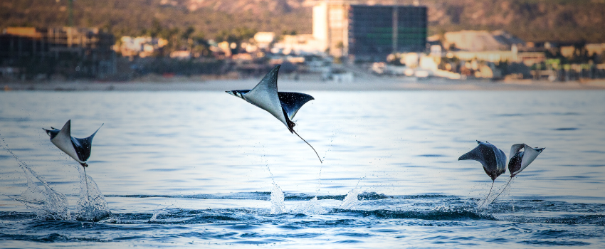 Several mobula rays leaping and breaching out of the calm, glassy water in the Sea of Cortez, Mexico, during their annual migration.