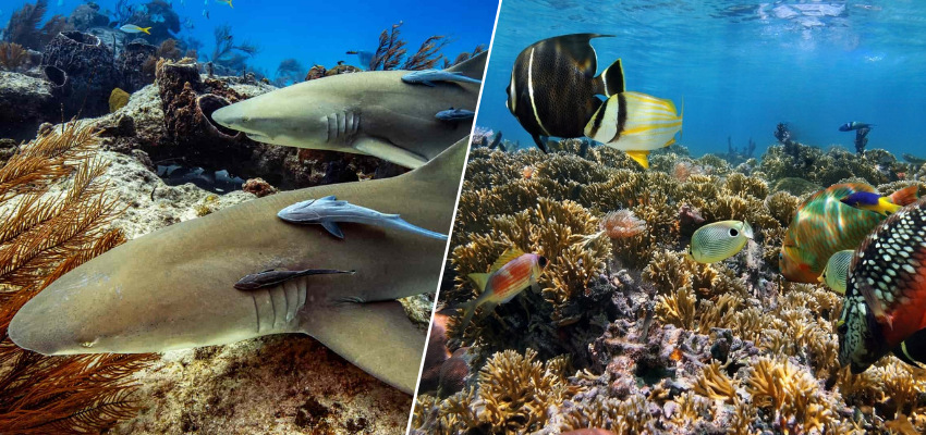 Split-screen comparison “Pacific Costa Rica vs. Caribbean Costa Rica” comparing the best places to dive in Costa Rica: two large sharks resting on a seafloor on the left and a vibrant coral reef teeming with colorful tropical fish on the right.