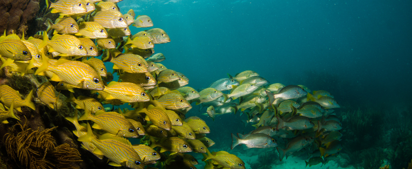 A dense school of yellow Mutton Snapper aggregating to spawn near a coral reef in Gladden Spit, Belize.