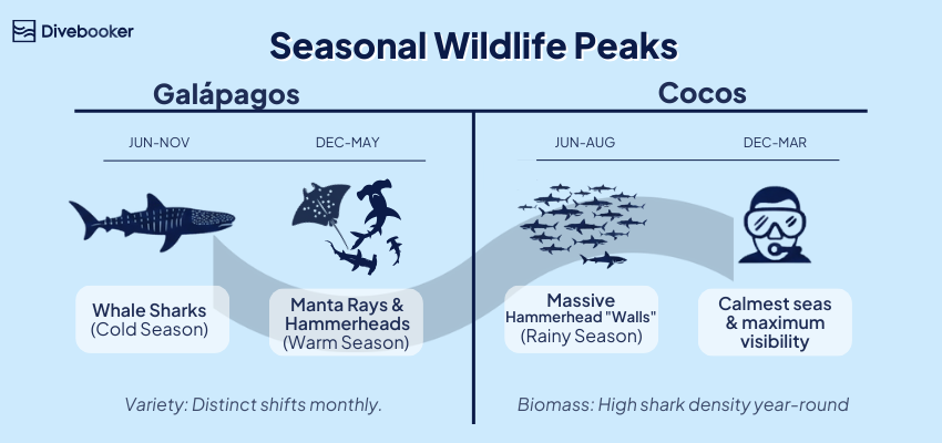 A seasonal wildlife chart comparing the best months for sightings in the Galápagos and Cocos Island. It highlights peak Whale Shark season in the Galápagos from June to December, and year-round Scalloped Hammerhead sightings at both locations, with a primary peak from June to October.
