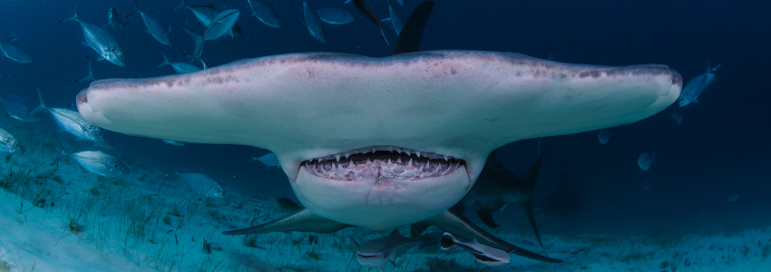 A dramatic, front-facing portrait of a hammerhead shark in the Galápagos, showcasing the wide span of its head and rows of teeth, with a school of fish blurred in the background.