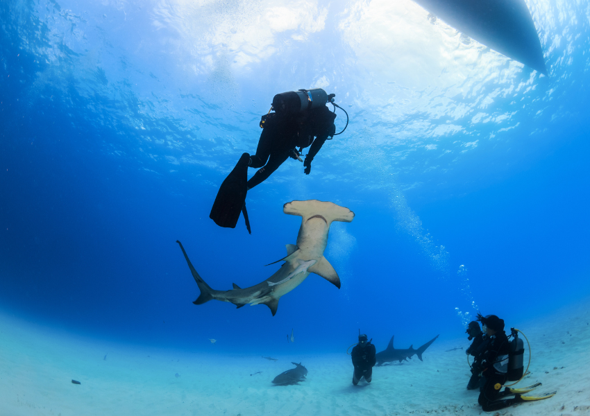  Scuba divers observing a large scalloped hammerhead shark from the sandy ocean floor, demonstrating the scale of the shark compared to the human observers.