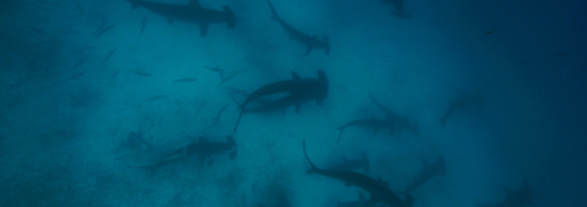 real pictures of hammerhead sharks