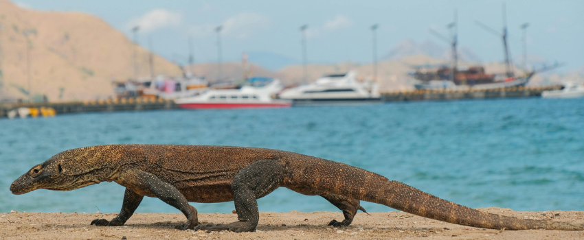 A large Komodo dragon walking along a sandy beach in Komodo National Park with turquoise water and dive boats in the background.