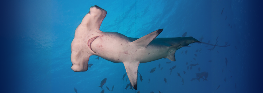 An upward-facing view of a scalloped hammerhead shark from below, highlighting its white underbelly, gill slits, and the unique silhouette of its hammer-shaped head against bright blue water.