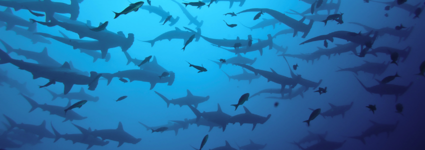 A wide-angle view of a dense school of hundreds of scalloped hammerhead sharks swimming in synchronized formation in the deep blue waters of the Galápagos Marine Reserve.