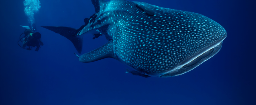 A massive whale shark swimming past a scuba diver in the cool, nutrient-rich waters of the Galápagos Islands, Ecuador.