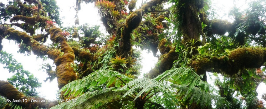 A dense, lush cloud forest on Cocos Island, Costa Rica, featuring moss-covered trees and ancient ferns that inspired the setting of Jurassic Park.