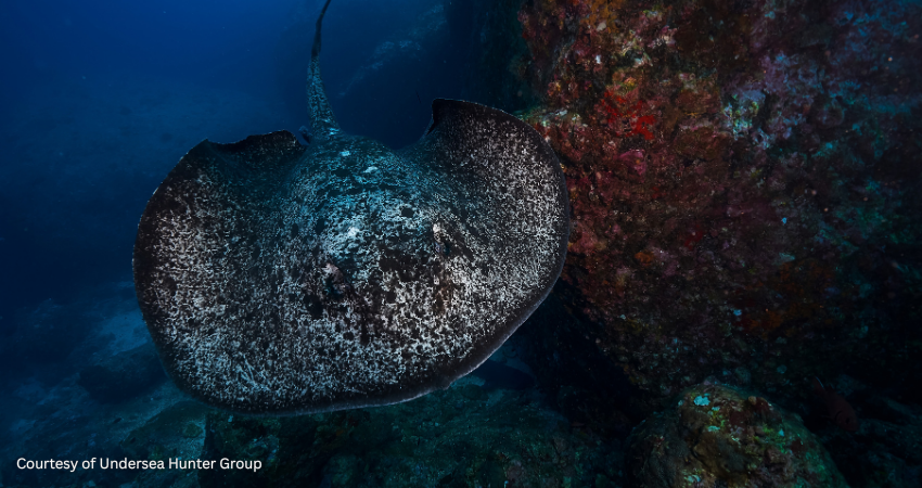 Close-up of a large marble ray gliding past a coral-covered rock wall in high-visibility water at a Cocos Island dive site during the dry season.