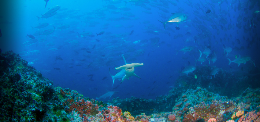  A scalloped hammerhead shark swimming in front of a massive school of jacks in the nutrient-rich, deep blue waters of Cocos Island during the green season.