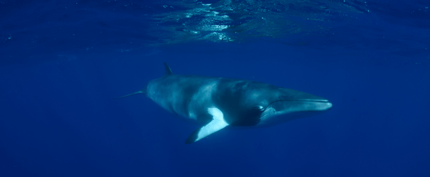 Dwarf minke whale underwater at the Great Barrier Reef, Australia, during the peak July sighting season.