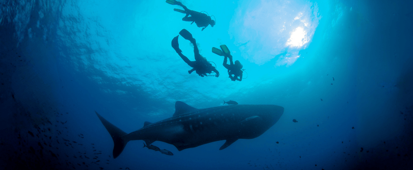 Scuba divers swimming with a whale shark in the Galápagos Islands during the July garúa season.