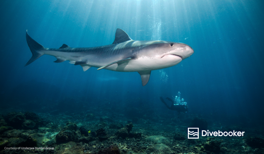 A large tiger shark swimming over a rocky reef in the clear blue waters of Cocos Island, Costa Rica, with a scuba diver in the background and sunbeams piercing the surface.