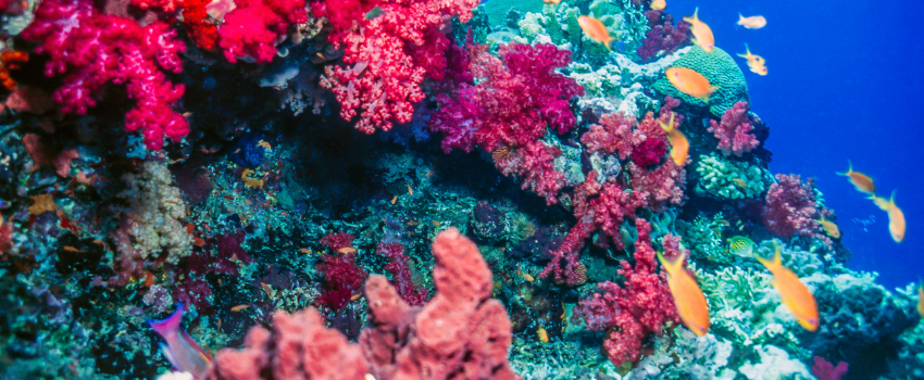Vibrant purple and pink soft corals with schooling fish in the Namena Marine Reserve, Fiji, during the July dry season.