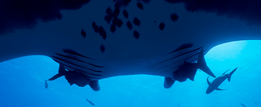 A giant oceanic manta ray interacting with scuba divers in the clear blue waters of the Socorro Islands, Mexico, during July