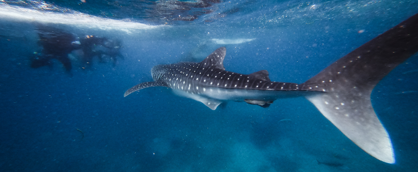 A curious Dwarf Minke Whale swimming close to the surface in the Great Barrier Reef, Australia, during the peak July sighting season.