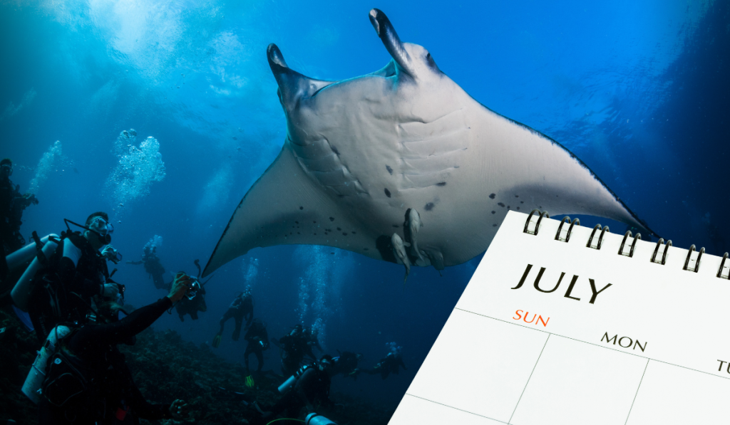 A giant manta ray swimming over a group of scuba divers in clear blue water, with a "July" calendar overlay highlighting the best scuba diving in July.