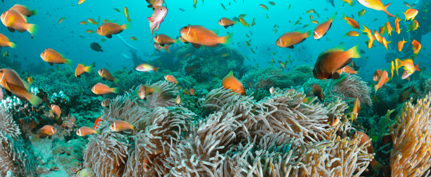 A dense field of sea anemones and a school of orange Maldive anemonefish (Amphiprion nigripes) over a tropical coral reef in the Maldives during the July diving season.