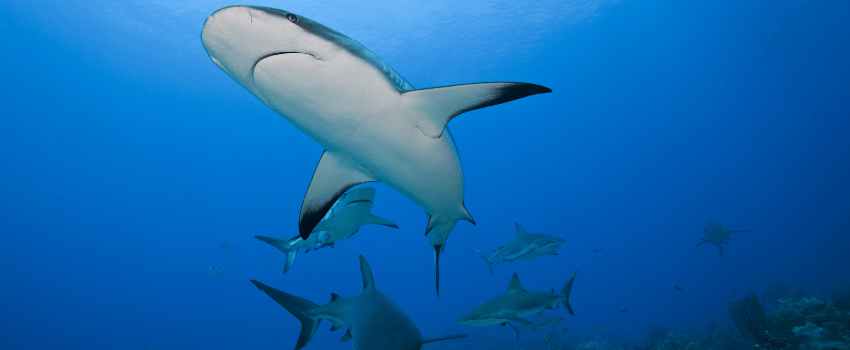 A school of Caribbean Reef Sharks (Carcharhinus perezii) hunting over a vibrant tropical coral reef off the island of Roatan, Honduras, during the peak July diving season.