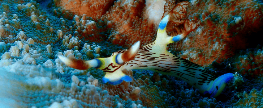 A vibrant blue and yellow sea slug (Nudibranch, Chromodoris annae) on a coral reef in the Philippines, showcasing the elite macro scuba diving available in July.