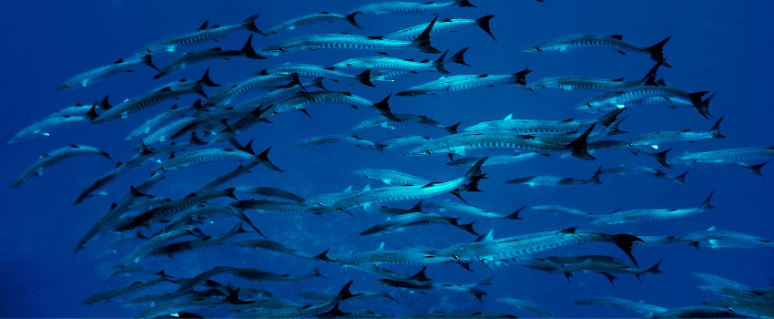 A large school of chevron barracuda forming a spectacular spiral in the Philippines, a highlight of scuba diving in July.