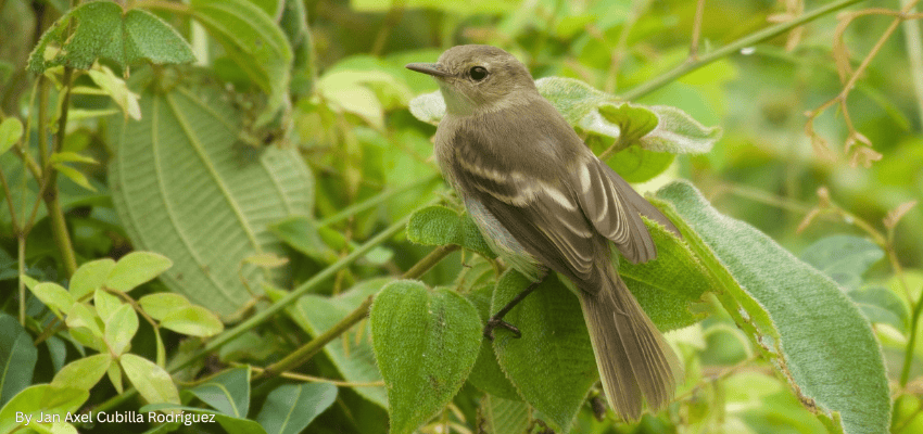  A Cocos Island endemic bird, like the Cocos flycatcher, perched on lush green tropical foliage.