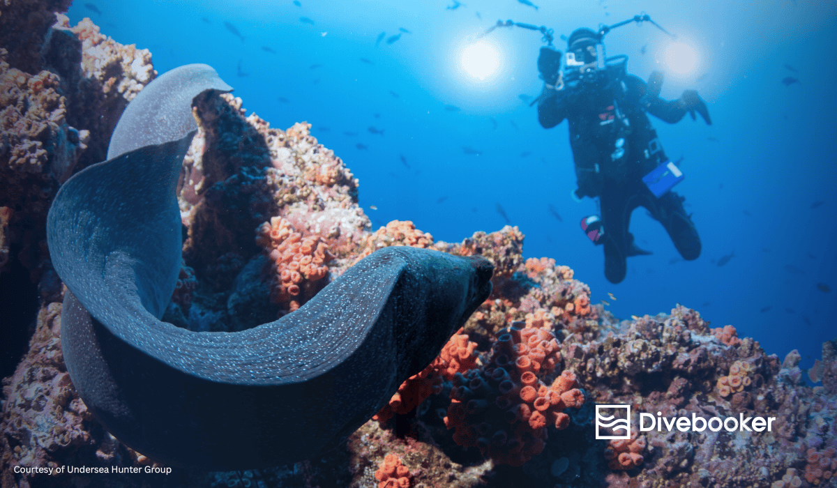cocos-island-animals-guide A large moray eel on a vibrant coral reef at Cocos Island with a scuba diver filming in the background.