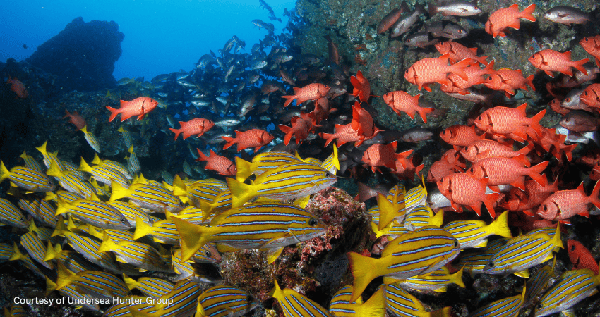 Dense schools of yellow-striped snappers and red reef fish demonstrating the high biomass at Cocos Island.