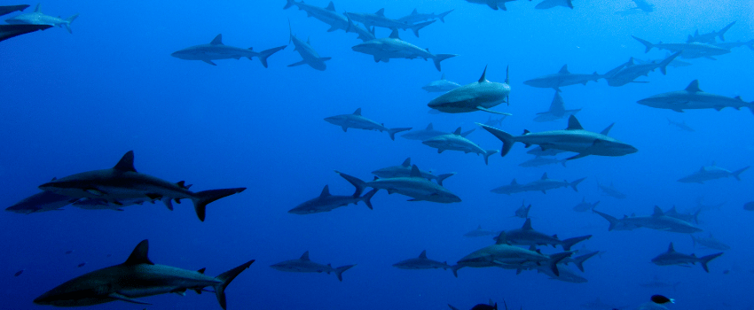 A wall of grey reef sharks in Fakarava’s South Pass during the July marbled grouper spawning event.