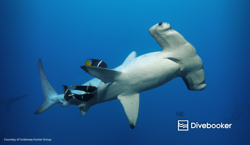 A scalloped hammerhead shark being cleaned by king angelfish and barberfish at a Cocos Island cleaning station.