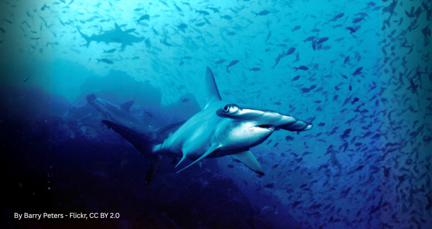 A scalloped hammerhead shark swimming through a school of small fish in the deep blue waters of Cocos Island.