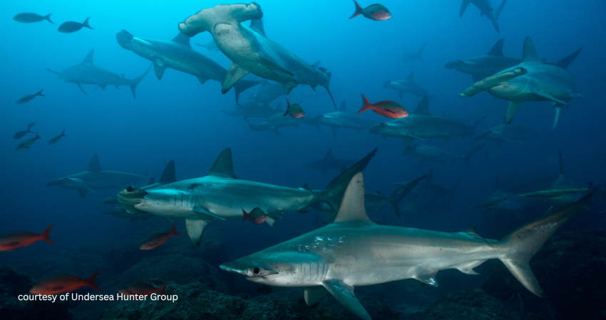 A massive school of scalloped hammerhead sharks swimming in the deep blue waters of Cocos Island, a premier shark diving destination in the Pacific. courtesy of Undersea Hunter Group