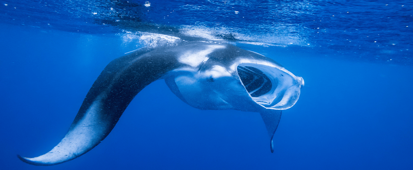 Reef manta ray feeding in the plankton-rich waters of the Maldives during the July southwest monsoon.