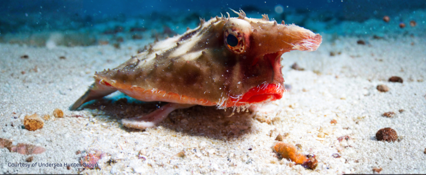 Close-up of an endemic rosy-lipped batfish walking on its pectoral fins across the volcanic seabed.