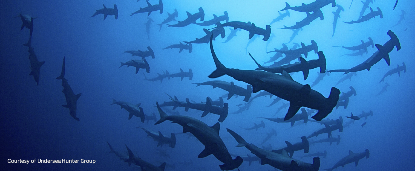 A massive school of hundreds of scalloped hammerhead sharks cruising the volcanic seamounts of Cocos Island.