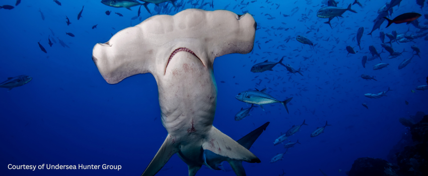 Close-up underwater view of a scalloped hammerhead shark's underside swimming at Cocos Island.