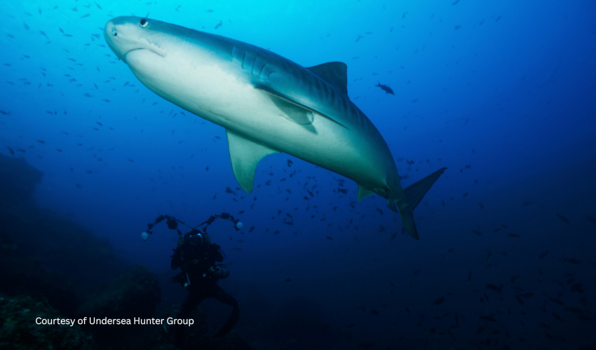 An underwater photographer with a professional camera rig filming a massive tiger shark during his best time to dive in Cocos Island, Costa Rica.