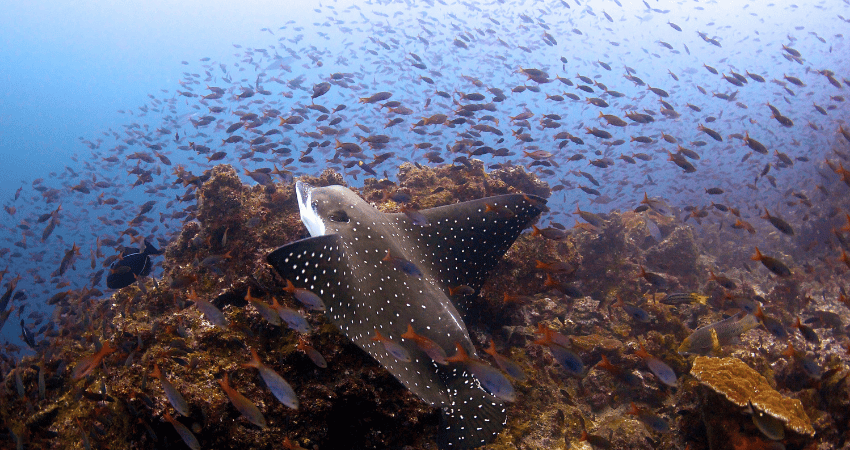 A spotted eagle ray gliding over a volcanic reef surrounded by a dense school of thousands of fish at Cocos Island.