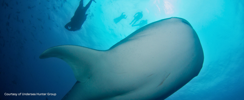 Low-angle view of a massive whale shark swimming beneath scuba divers in the Pacific waters during a dive in Cocos Island.