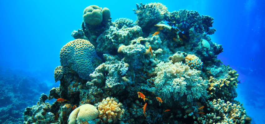 Towering coral reef formation teeming with small tropical fish in the clear Caribbean waters of Cozumel, Mexico.