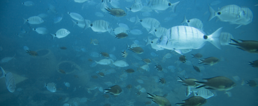Fish and underwater in Fuerteventura, Canary Islands