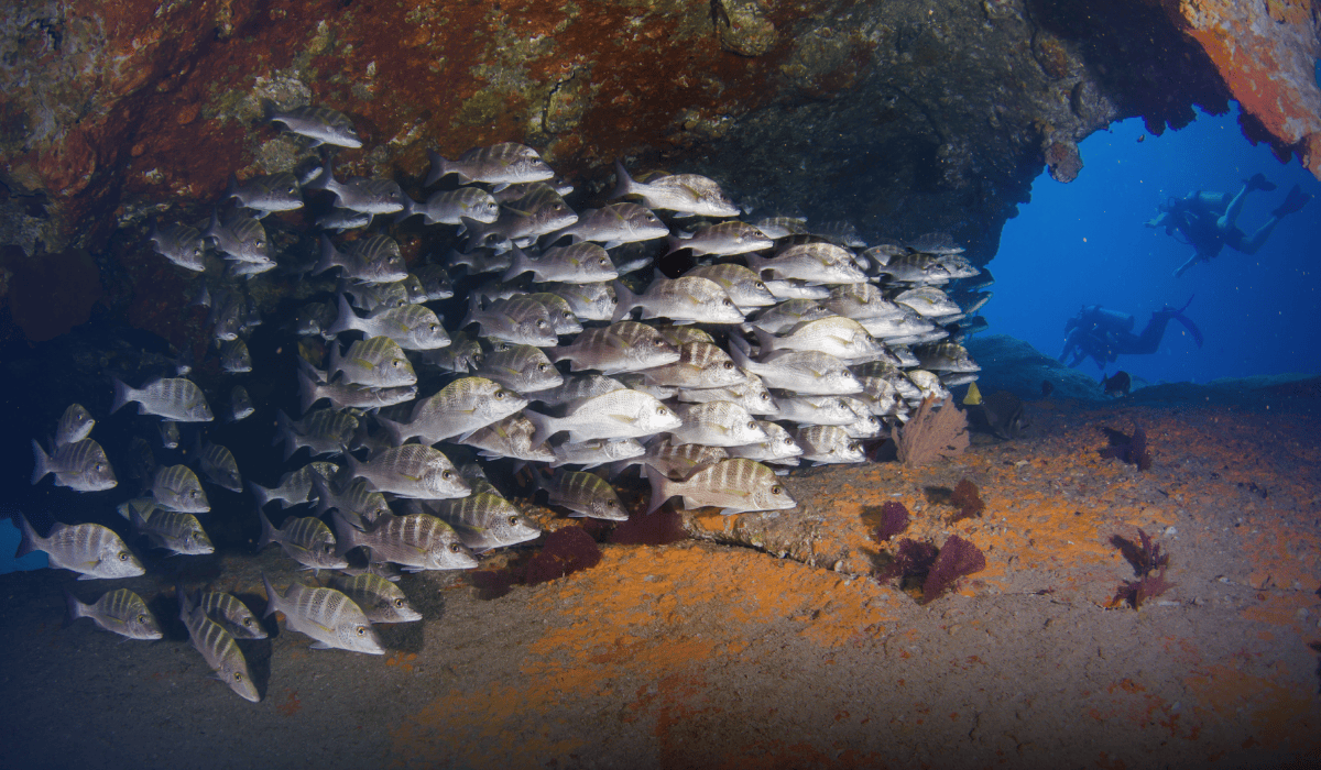 Graybar grunt school in a shipwreck, reefs of Sea of Cortez, Pacific ocean Two scuba divers exploring an underwater cavern behind a large school of fish during a Mexico scuba diving trip.