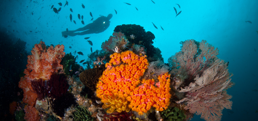 Scuba diver exploring a vibrant coral reef in Komodo National Park, where the 2026 total daily diver cost is IDR 300,000 
