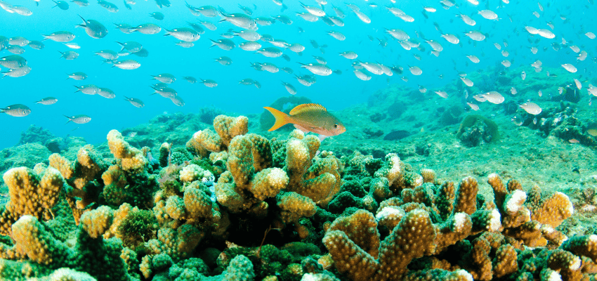  A seasonal marine life spotlights for Mexico scuba diving for Bull Sharks, Humpback Whales, Mobula Rays, and Whale Sharks encounters.